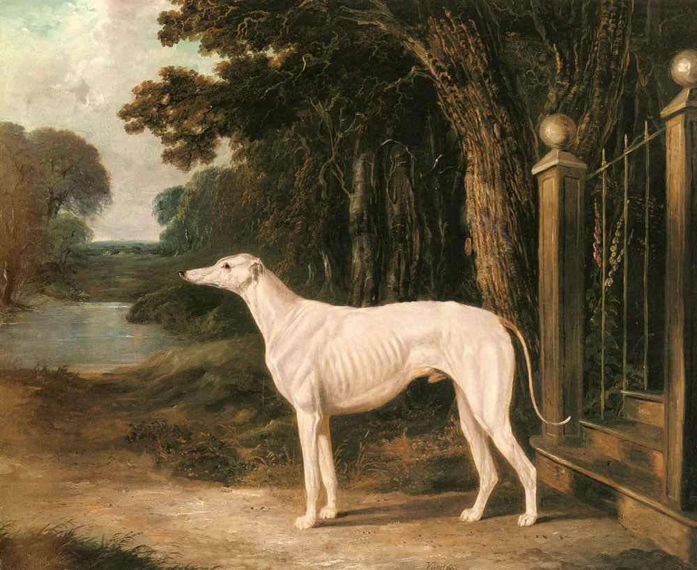 Herring Snr John Frederick Vandeau A White Greyhound