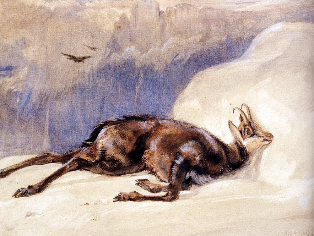 The Chamois Sketched In The tyrol