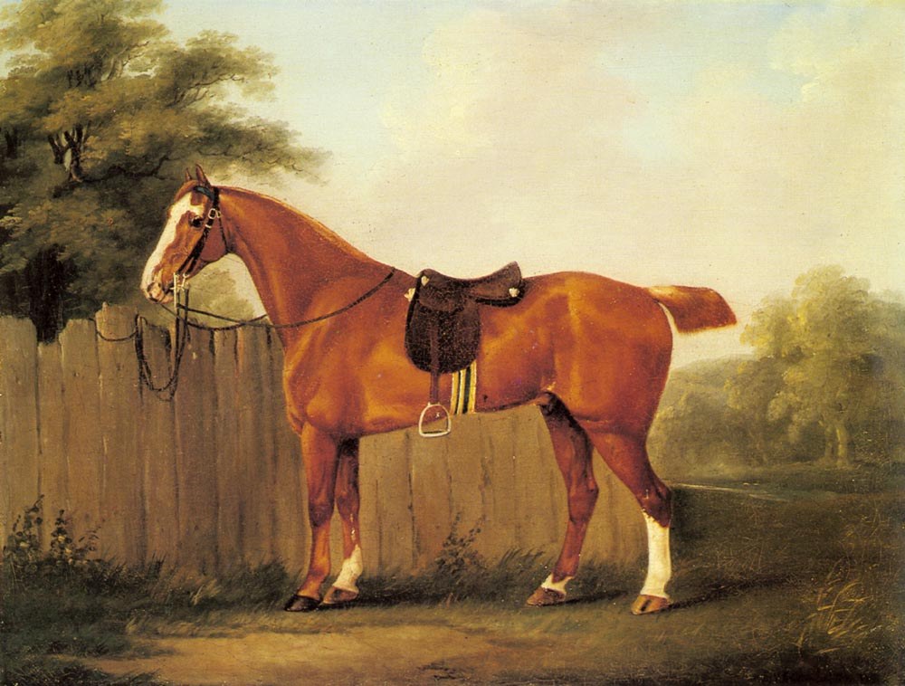 A Chestnut Hunter Tethered To A Fence