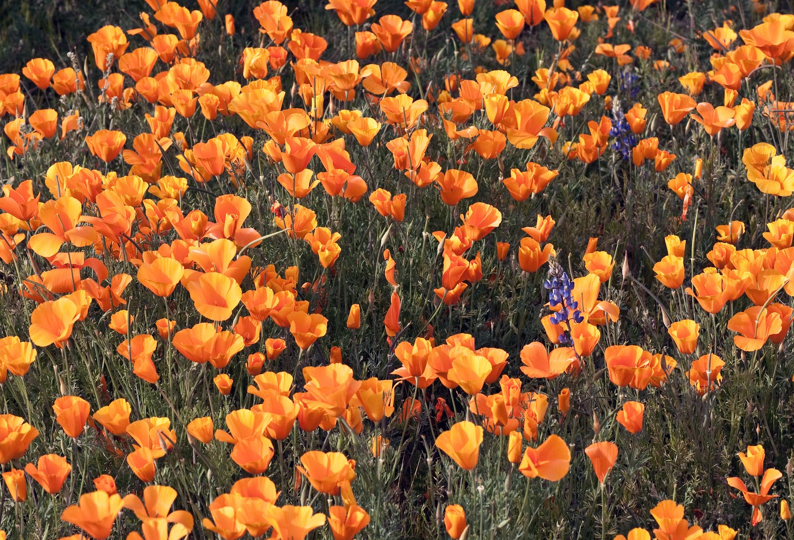AZ poppy field 2010