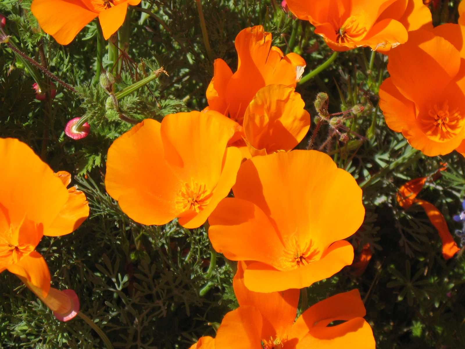 CA Wild Poppies 2010 B