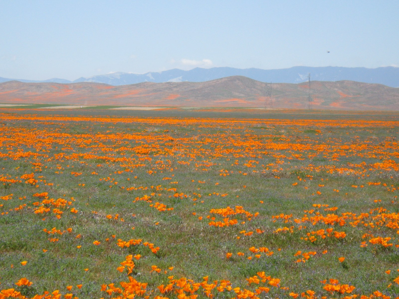 CA Wild Poppies 2010 E