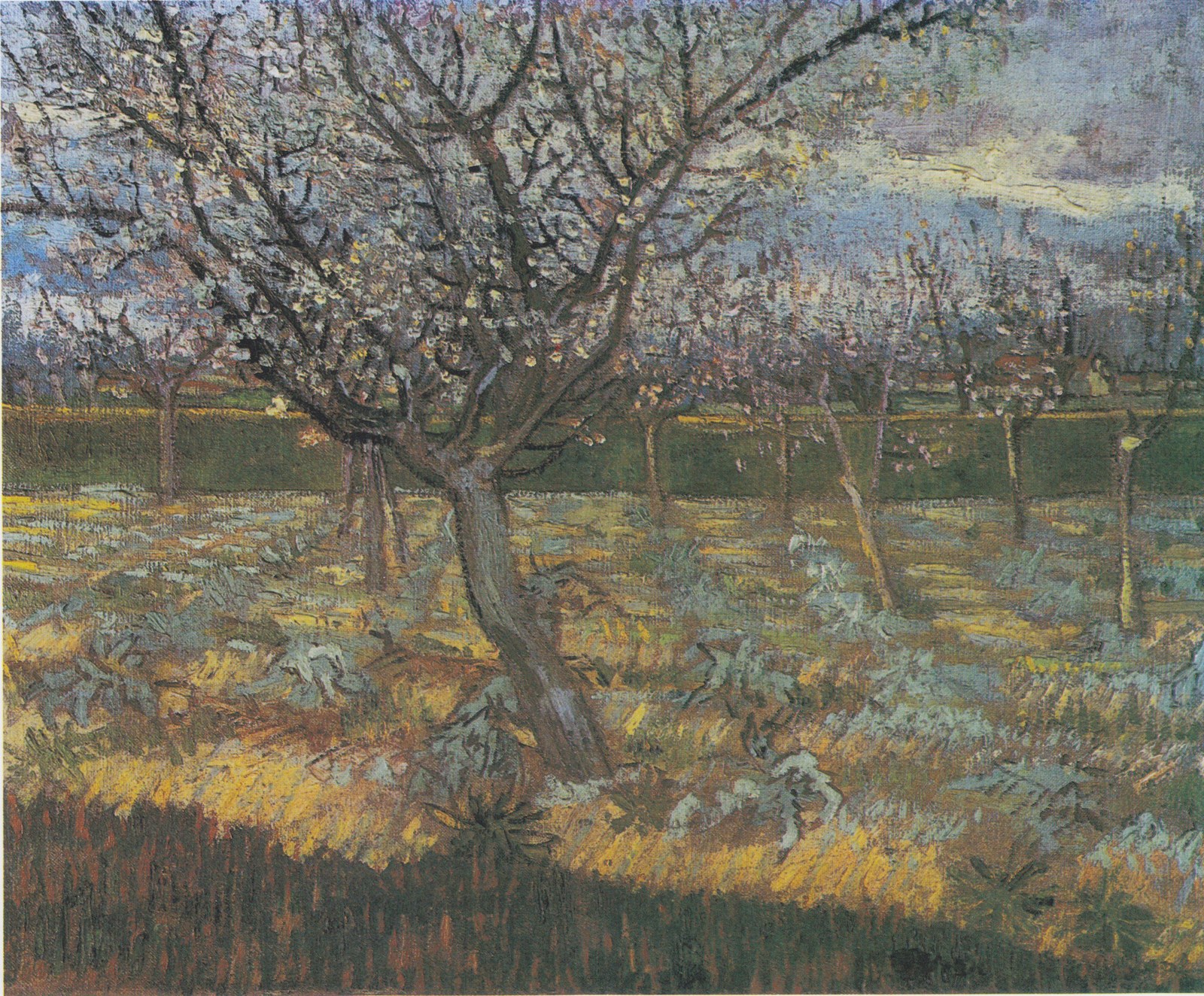 Apricot Trees in Blossom
