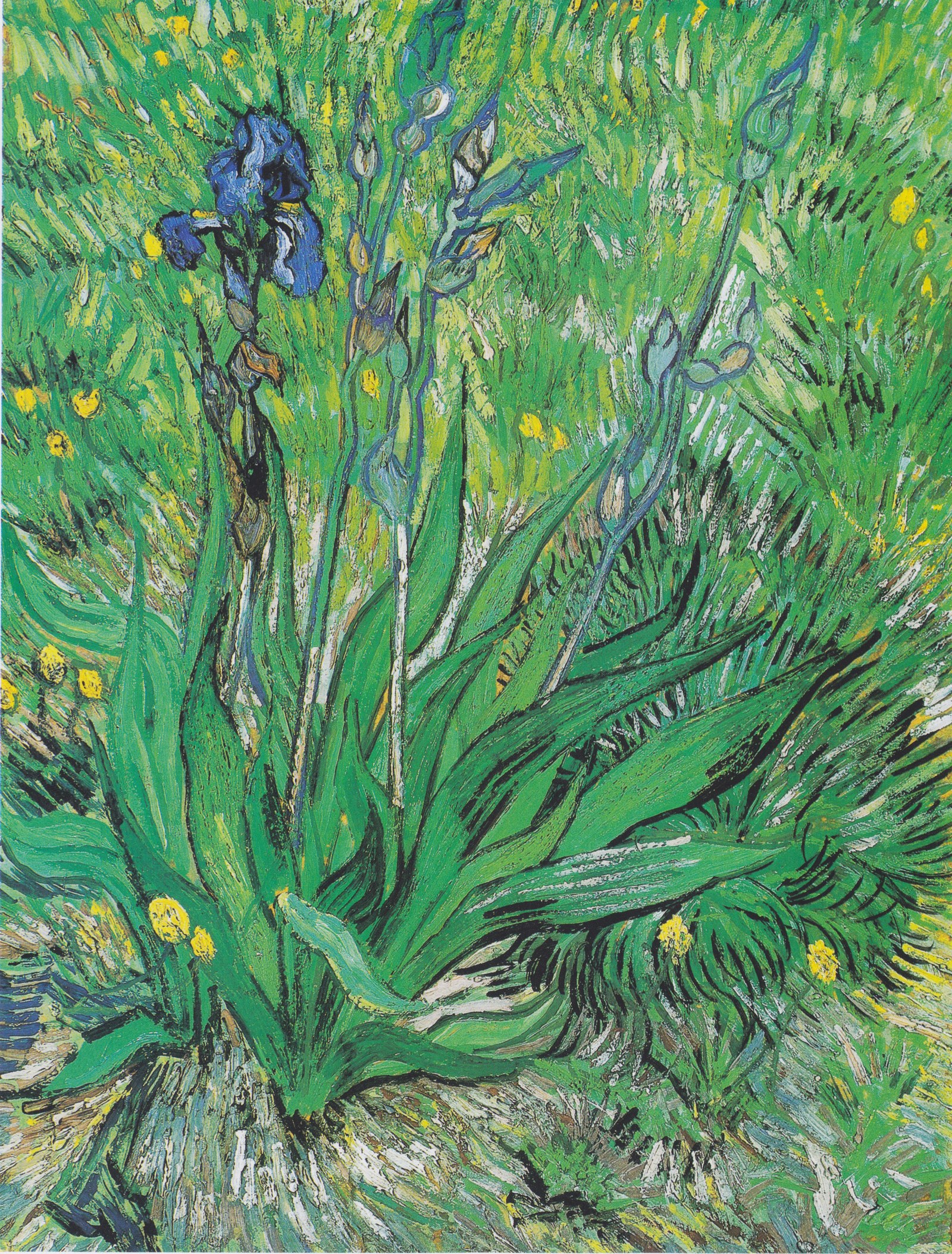 Iris