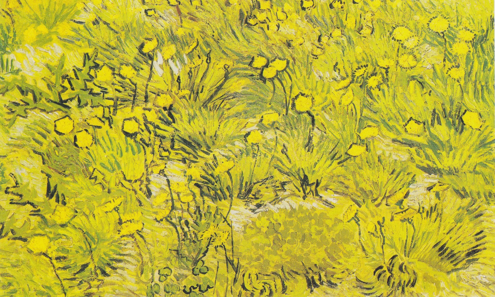 Meadow with yellow flowers