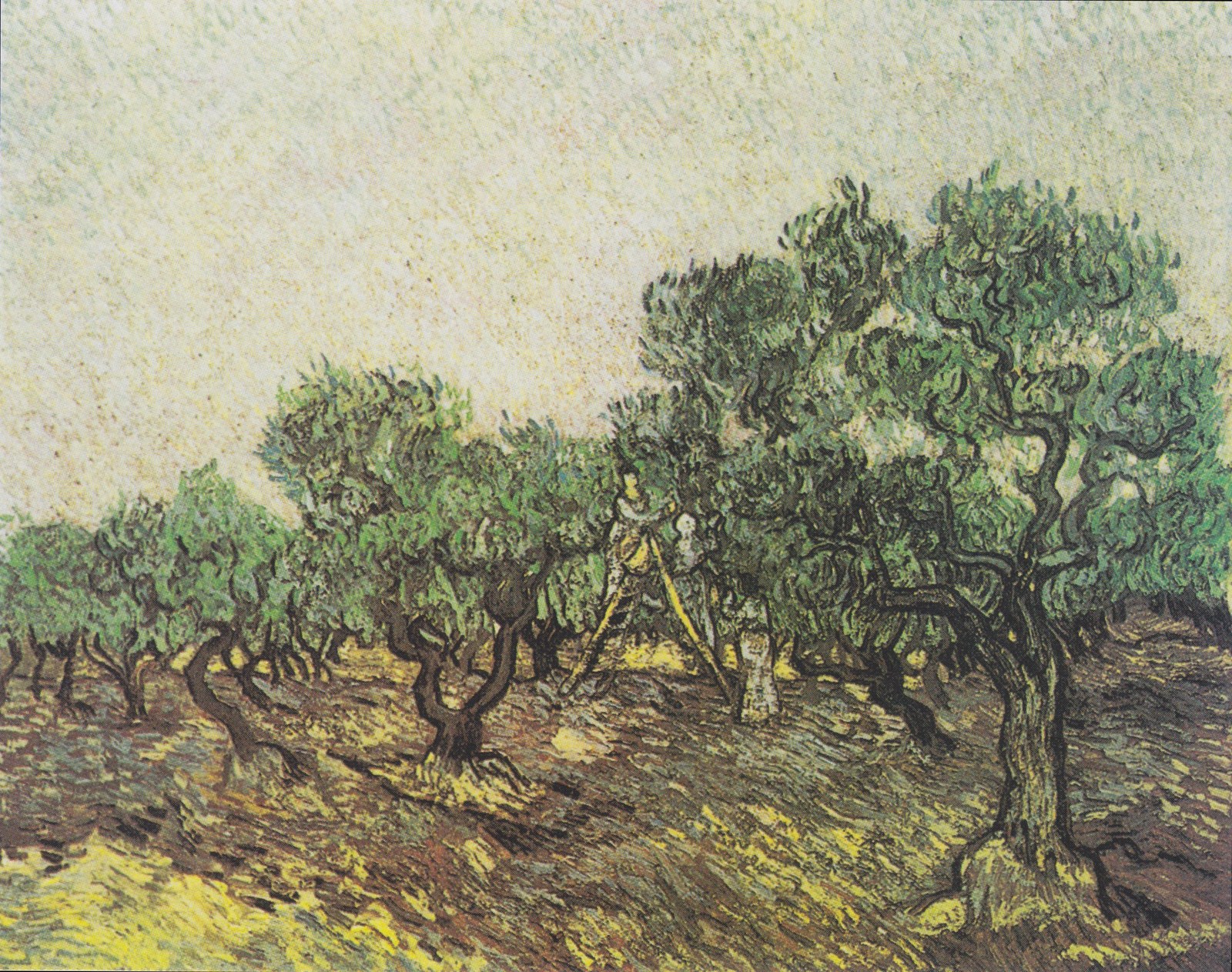 Olive Picking