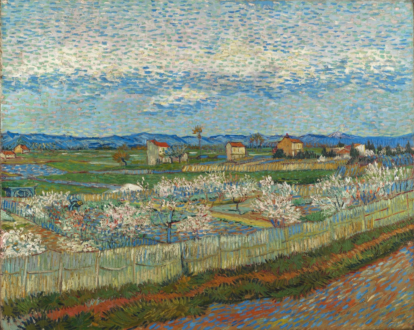 Peach Trees in Blossom