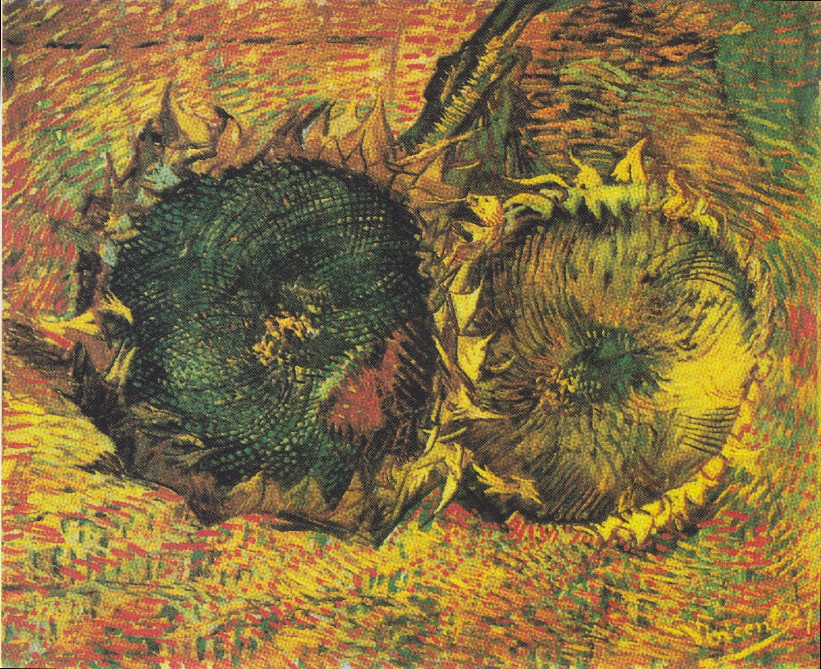 Two Cut Sunflowers
