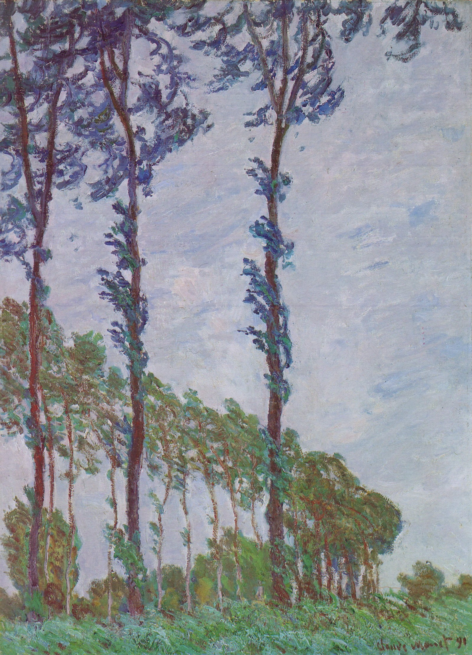 Wind Effect, Row of Poplars
