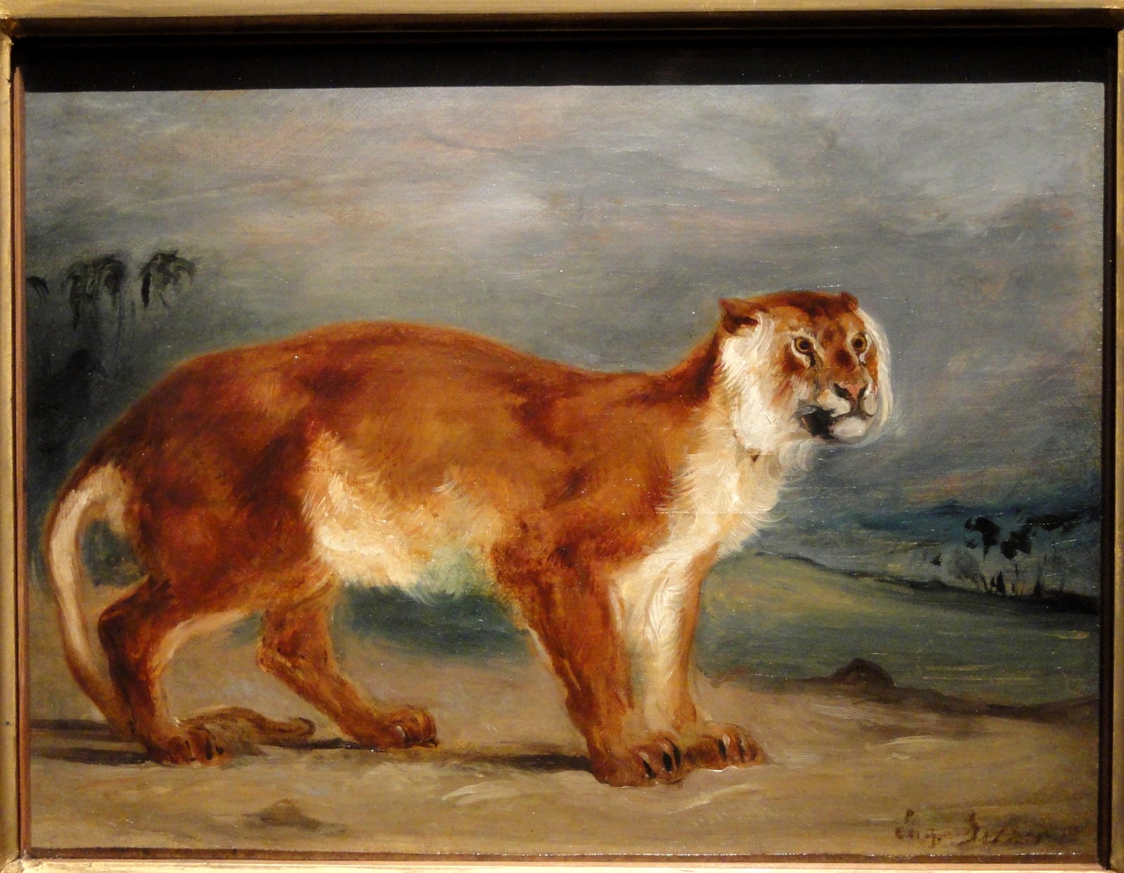 Lioness