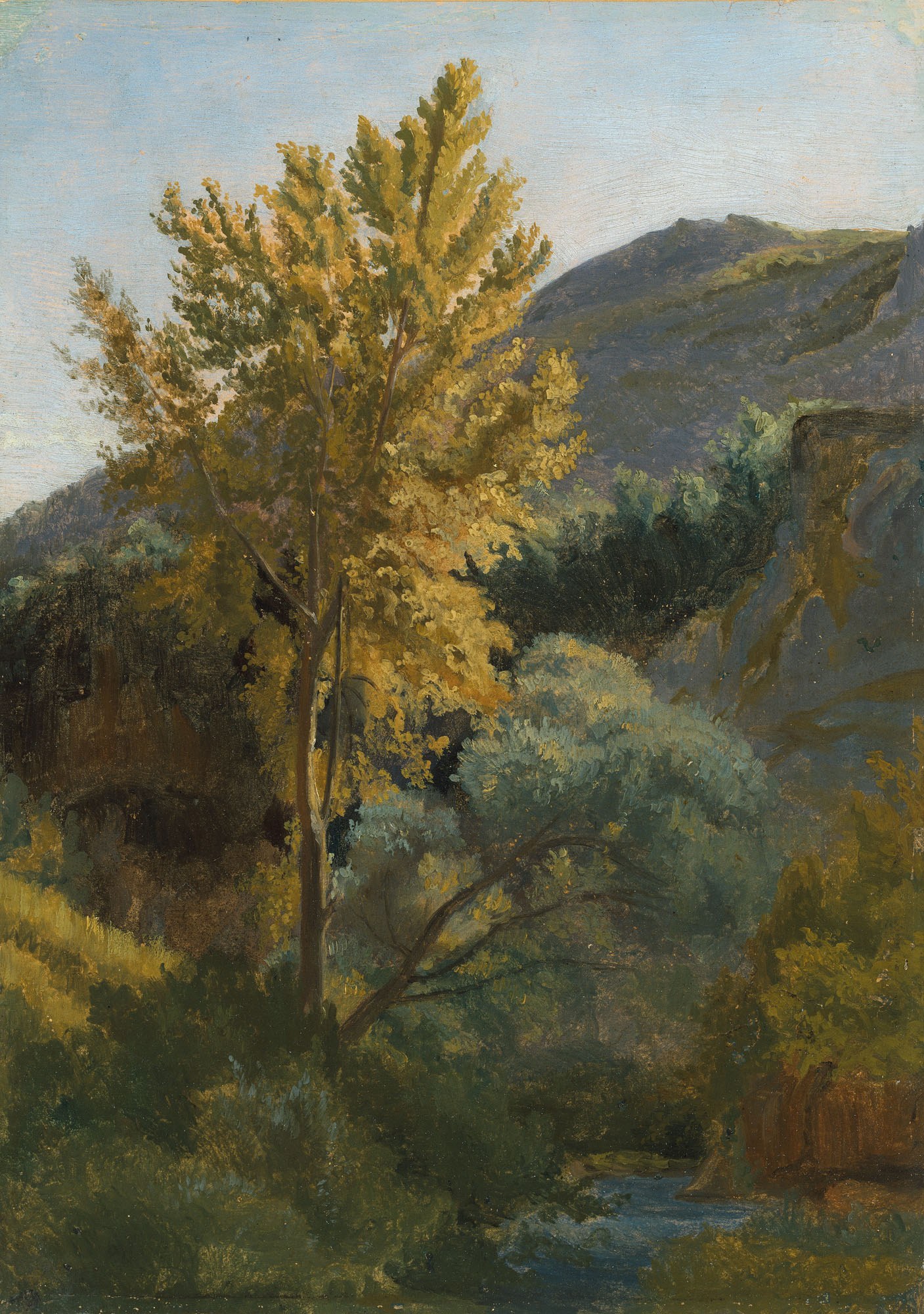 Study of a tree near a torrent in Italy
