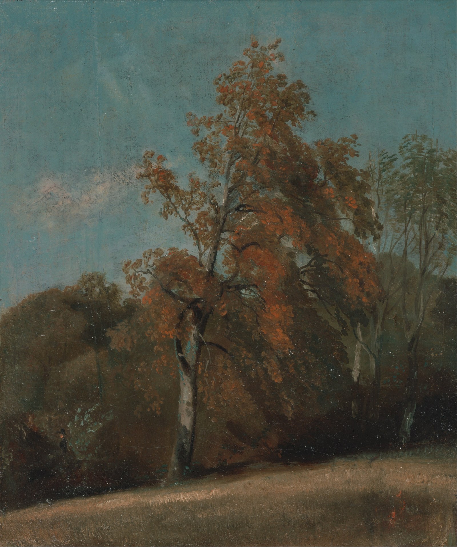Study of an Ash Tree