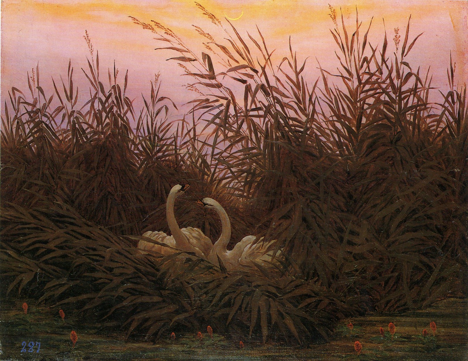 Swans in the reeds at the first dawn