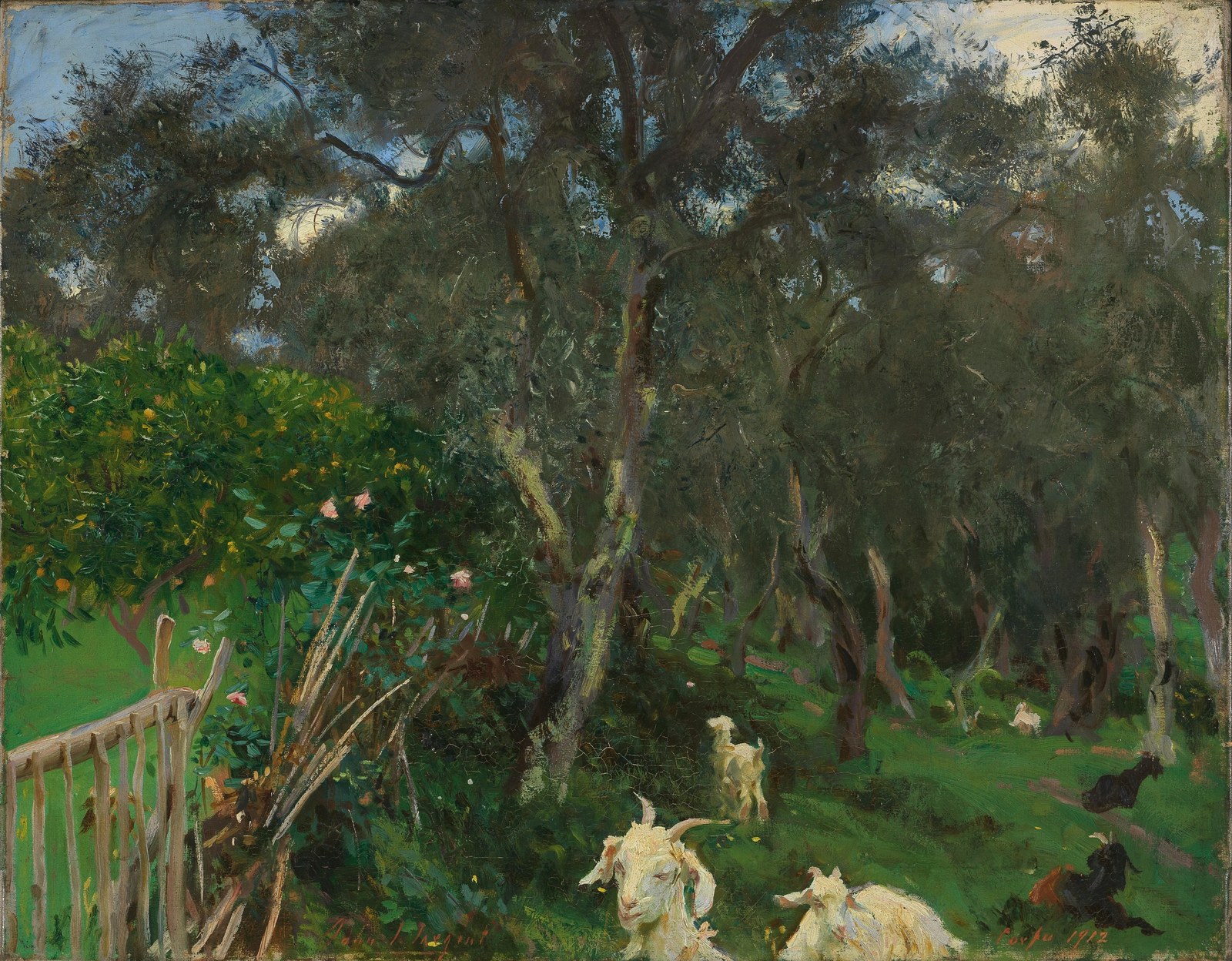 Olives in Corfu