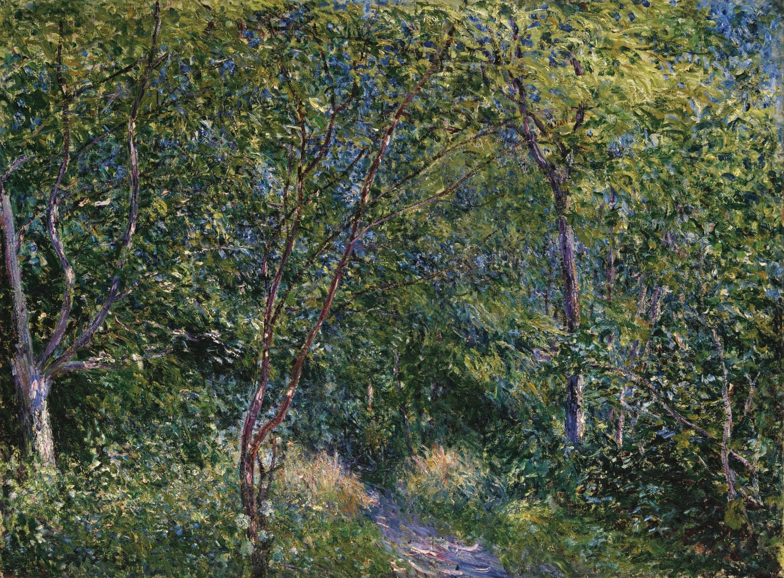 Sous-bois