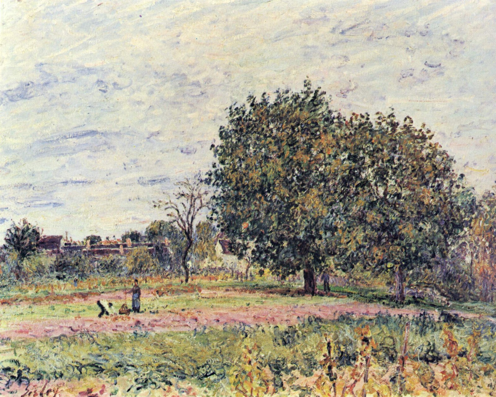 Walnut trees, sunset effect—first days of october