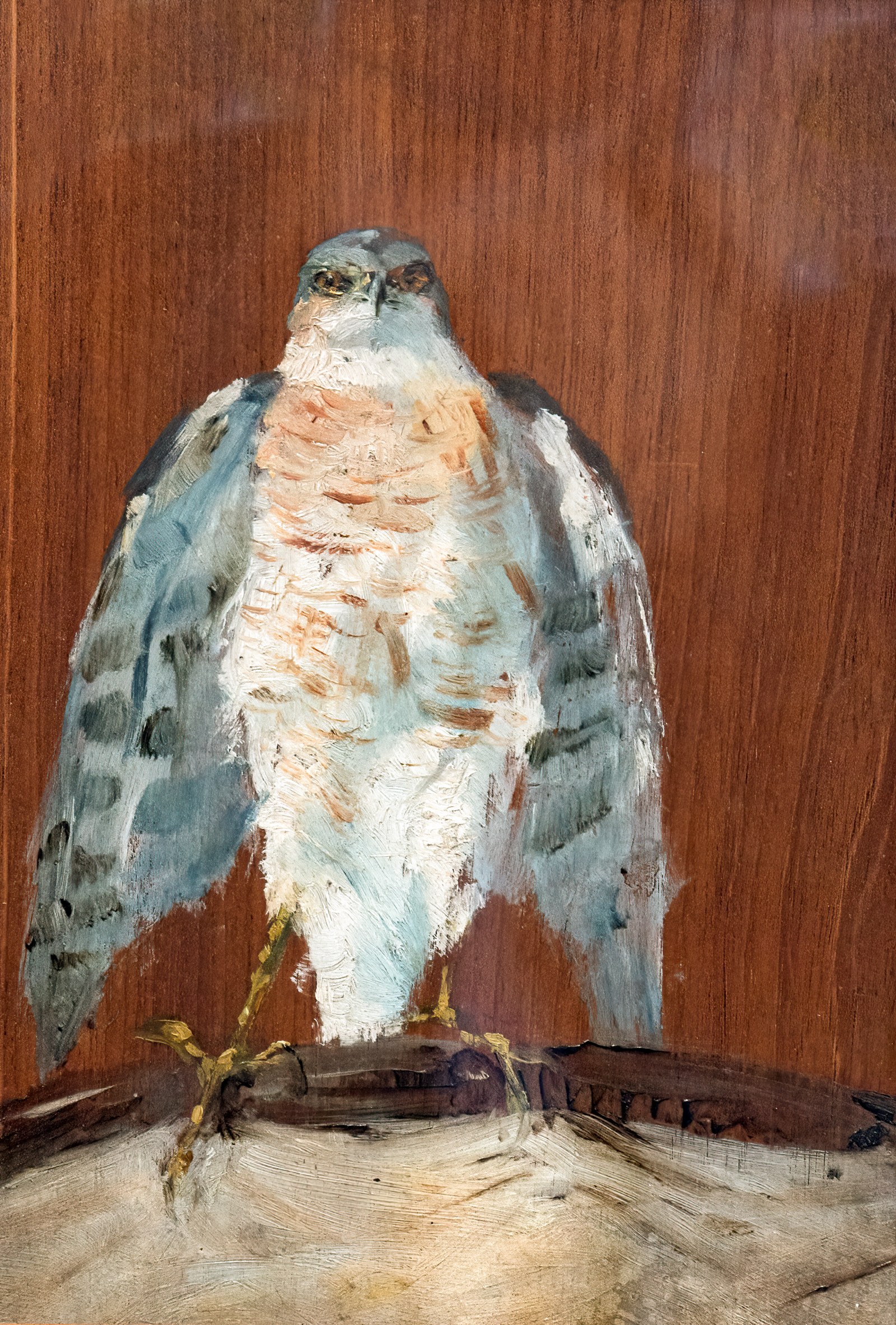 Peregrine Falcon