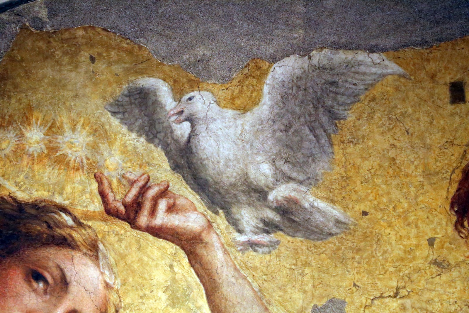 Correggio incoronazione della vergine, 1522 ca., da san giovanni evangelista, 03 colomba dello spirito santo