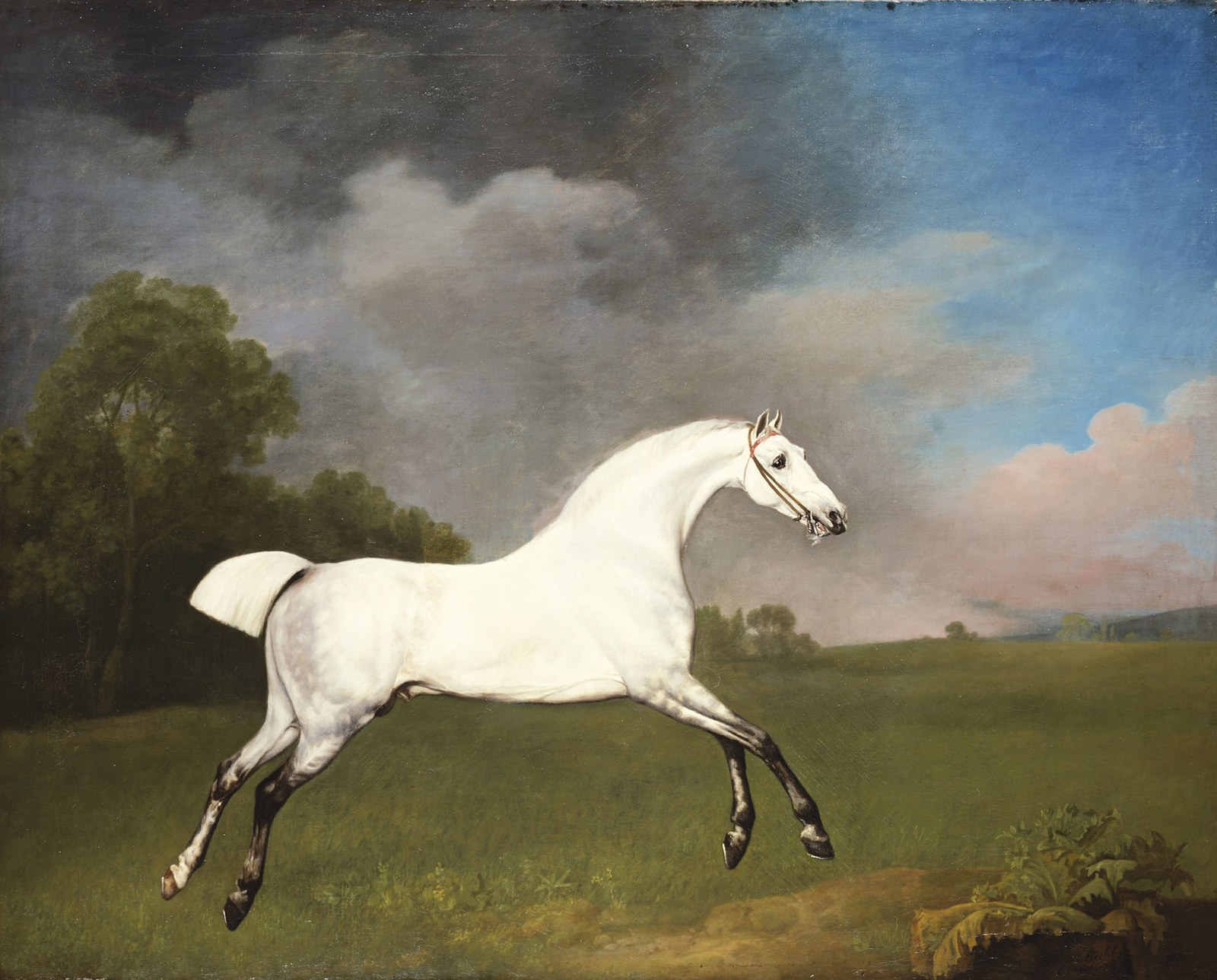 A Grey Horse galloping in a field