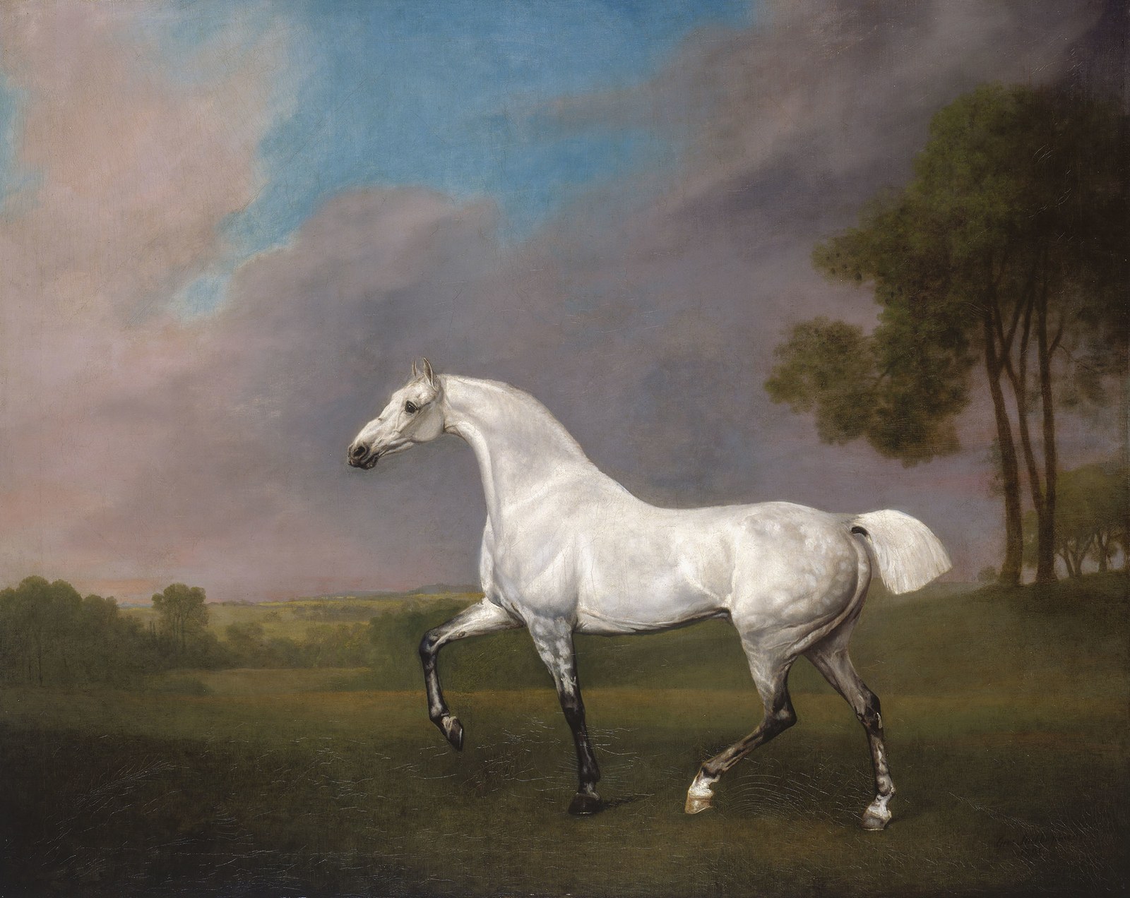 A Grey Horse