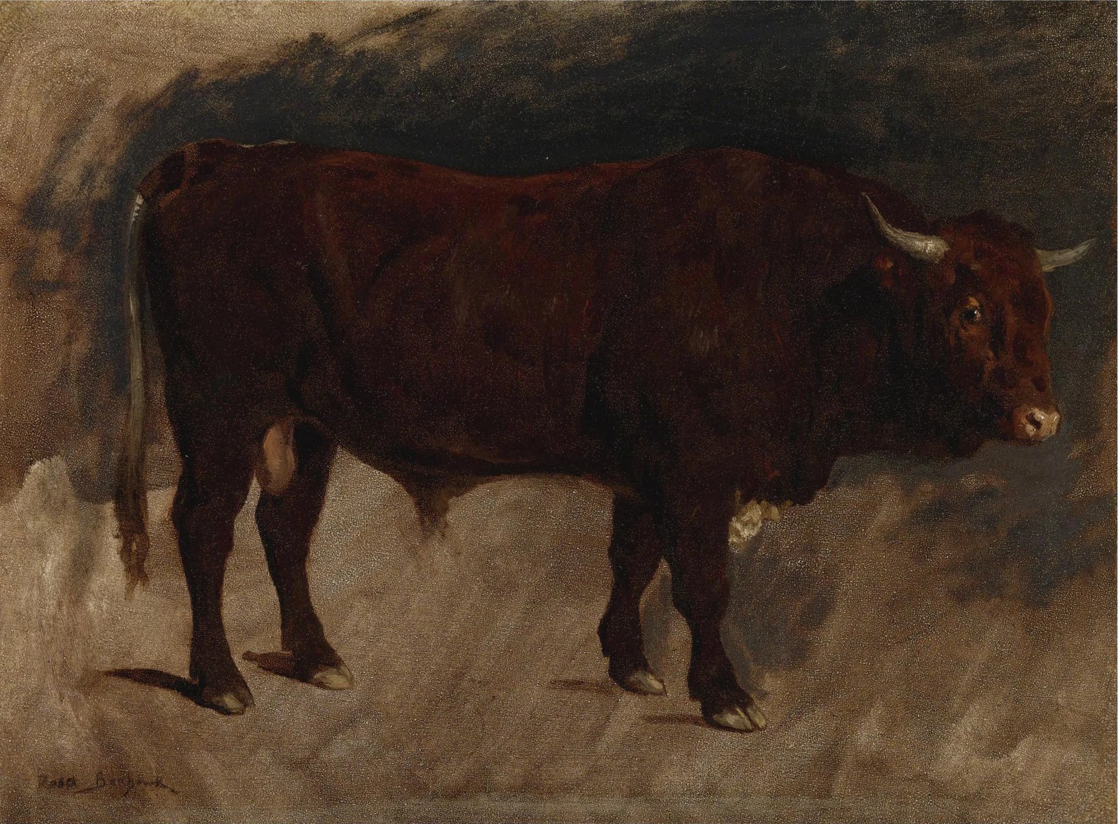 A Brown Bull in Profile