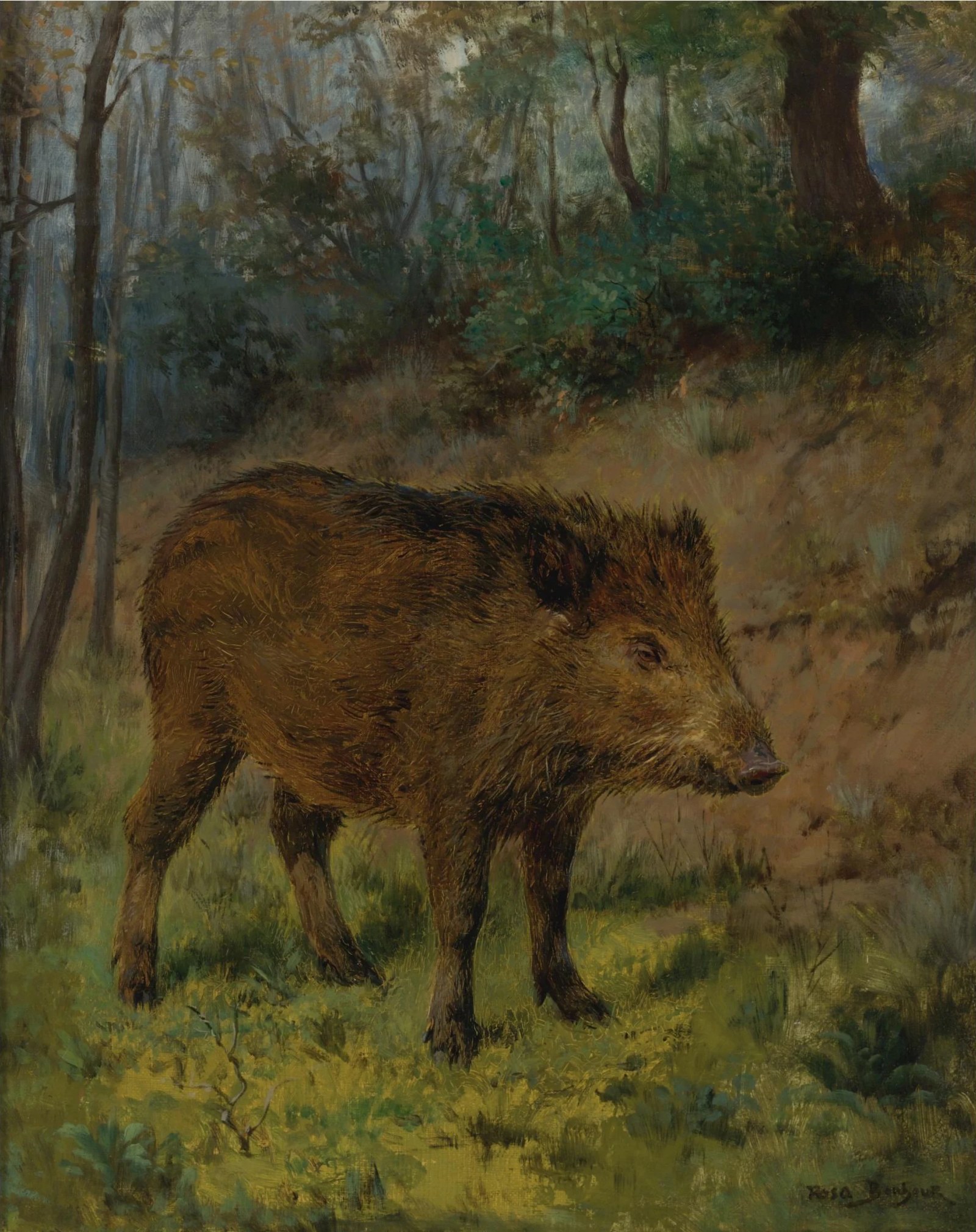 A Boar