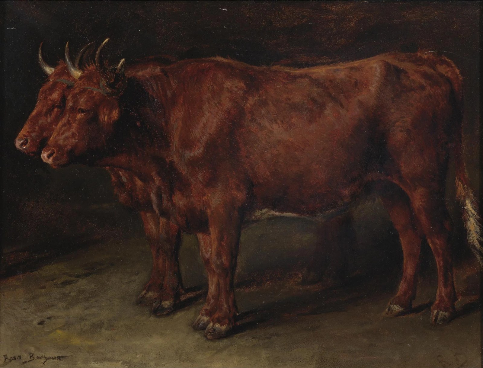 A Pair of Oxen