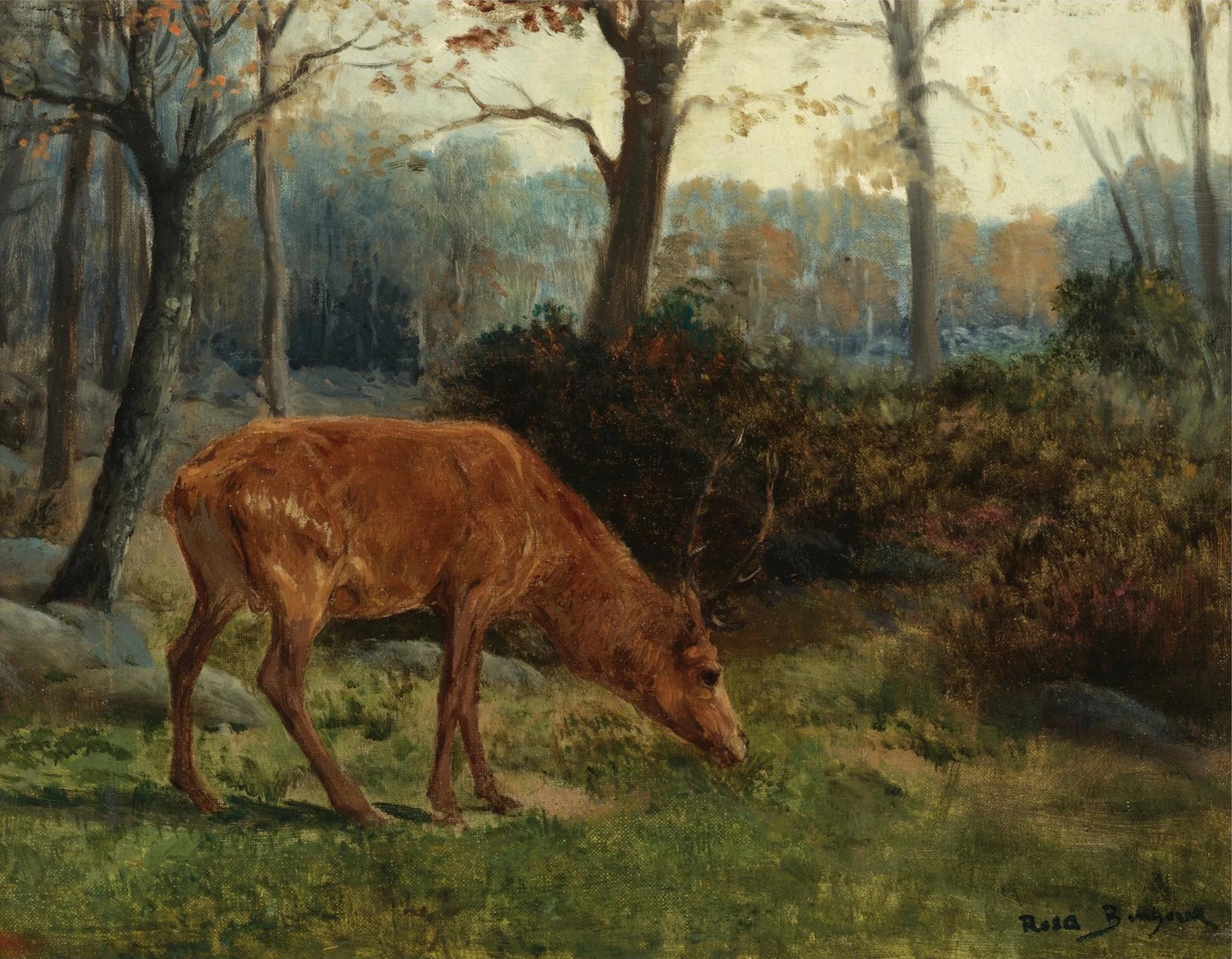 A Deer Grazing