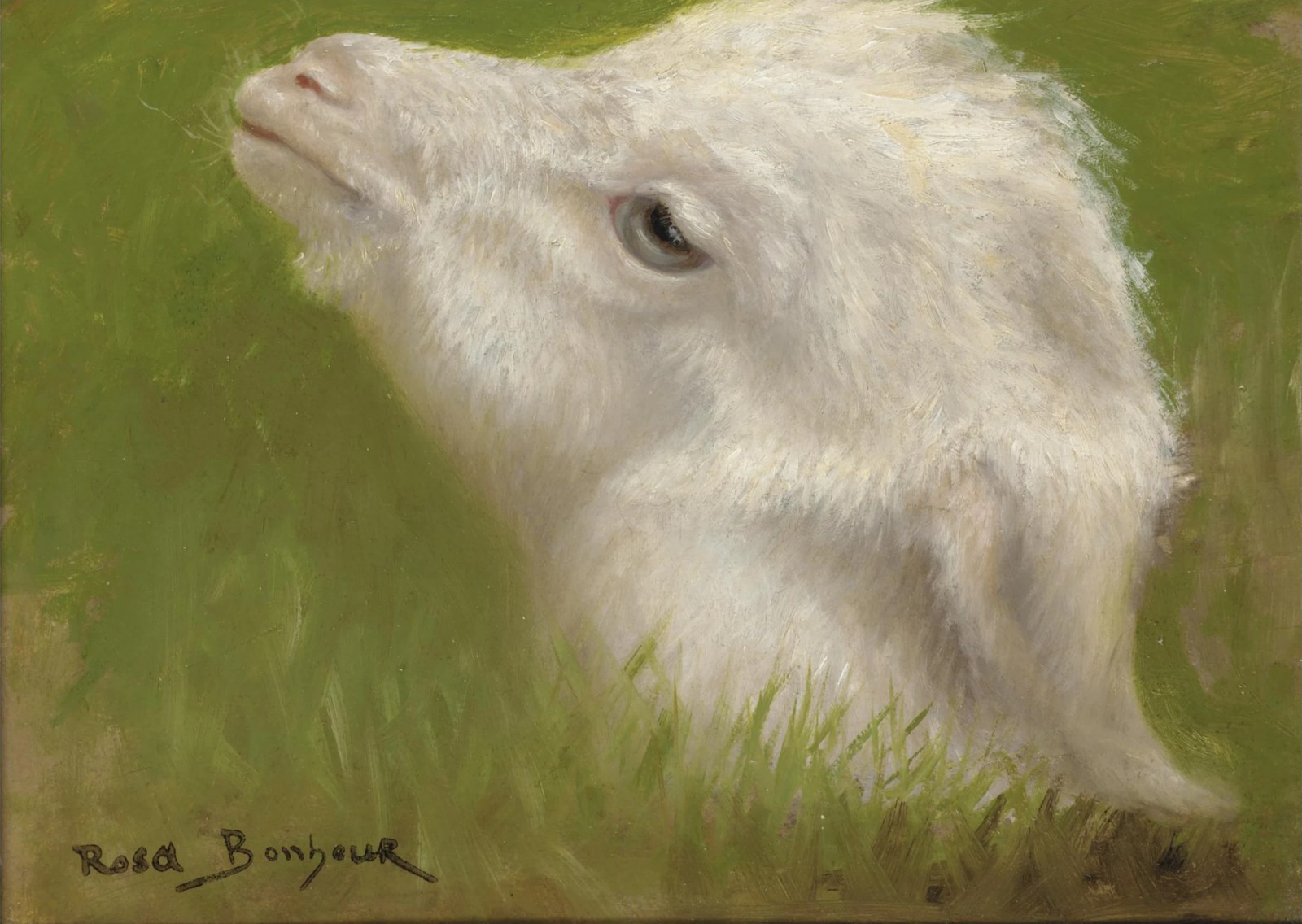 Head of a lamb