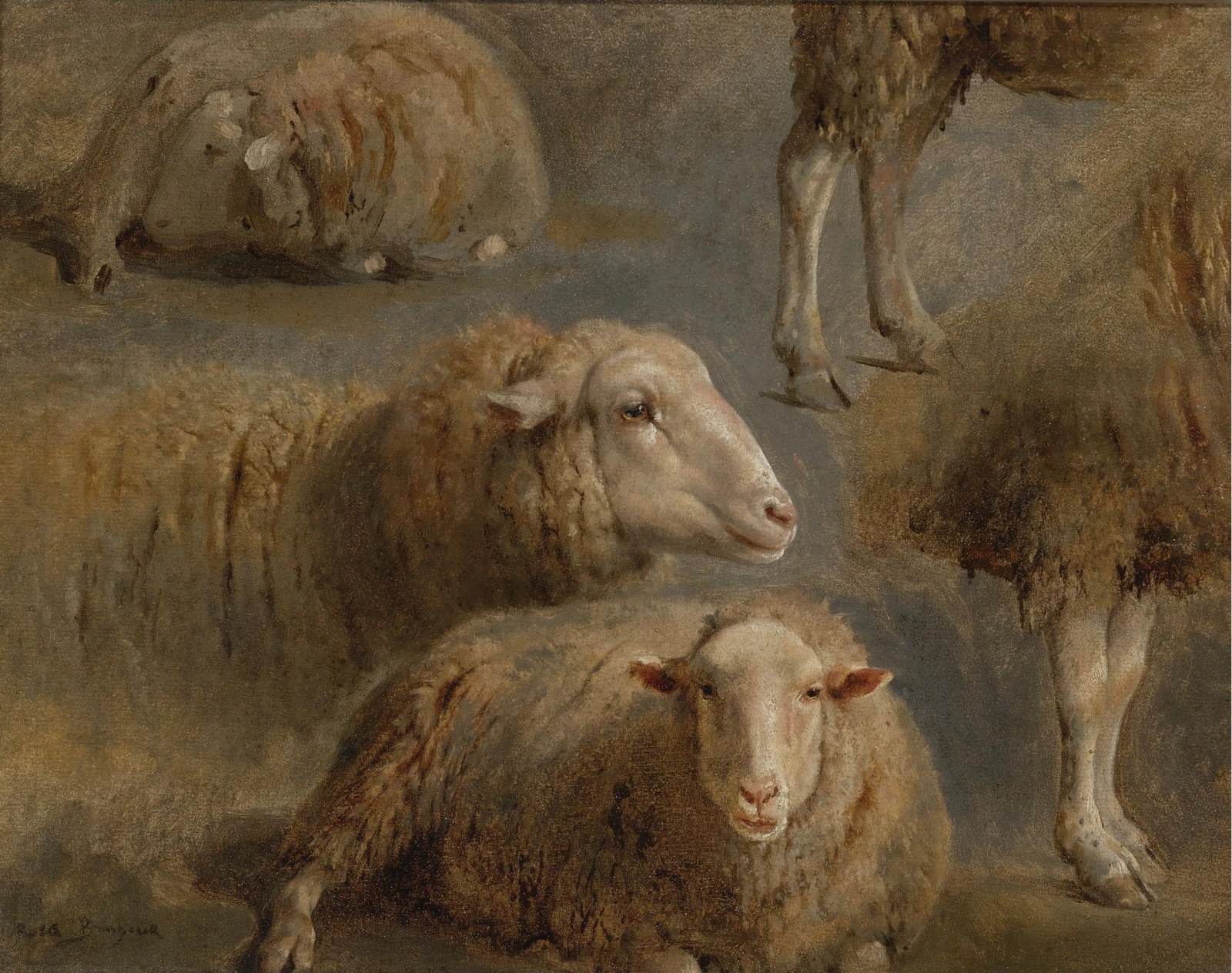 A Study of Sheep
