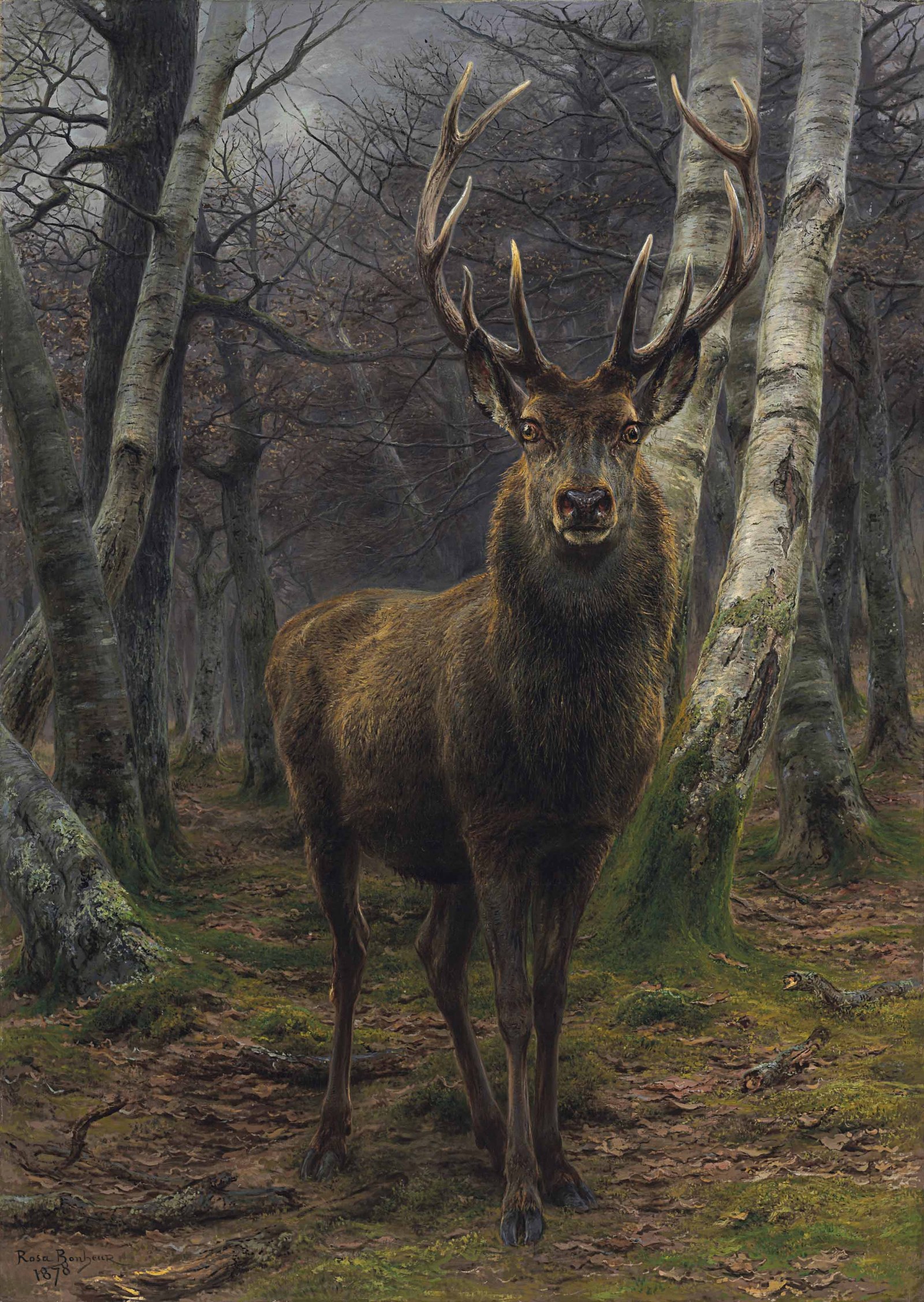 King of the Forest
