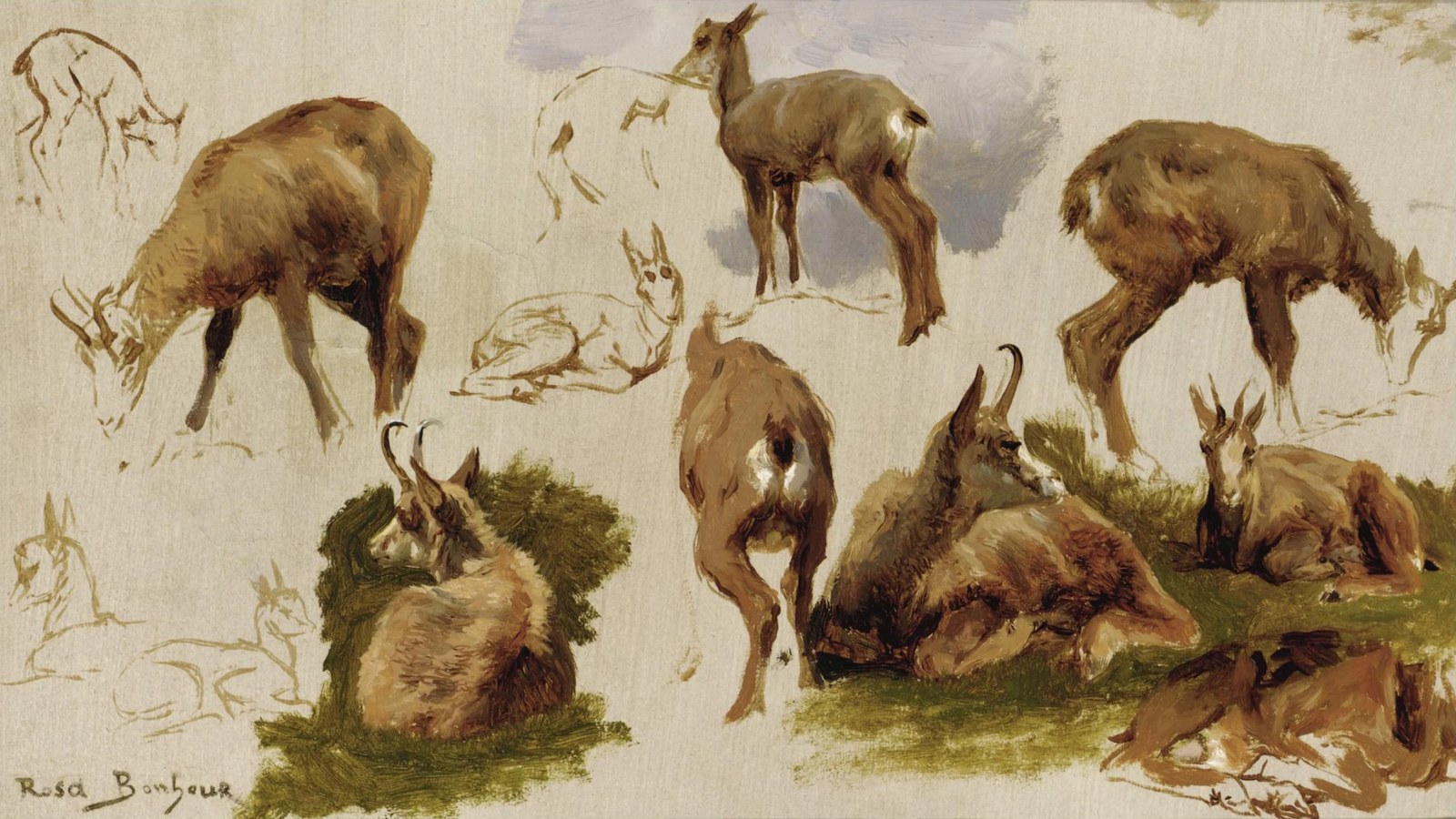 Studies of an Isard
