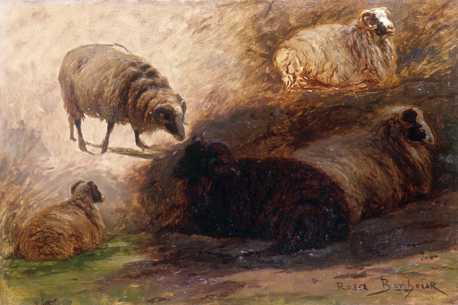 Sketch of sheeps