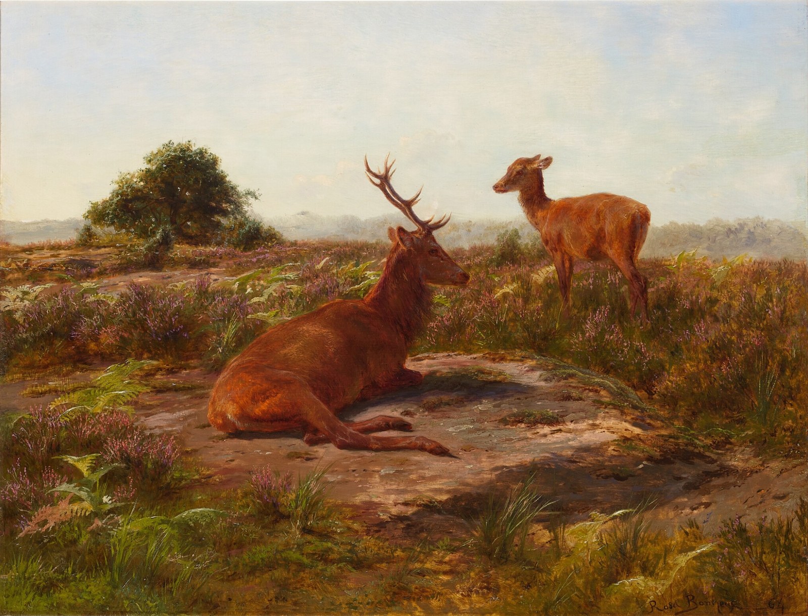 Red Stag and Doe in a Heathered Field
