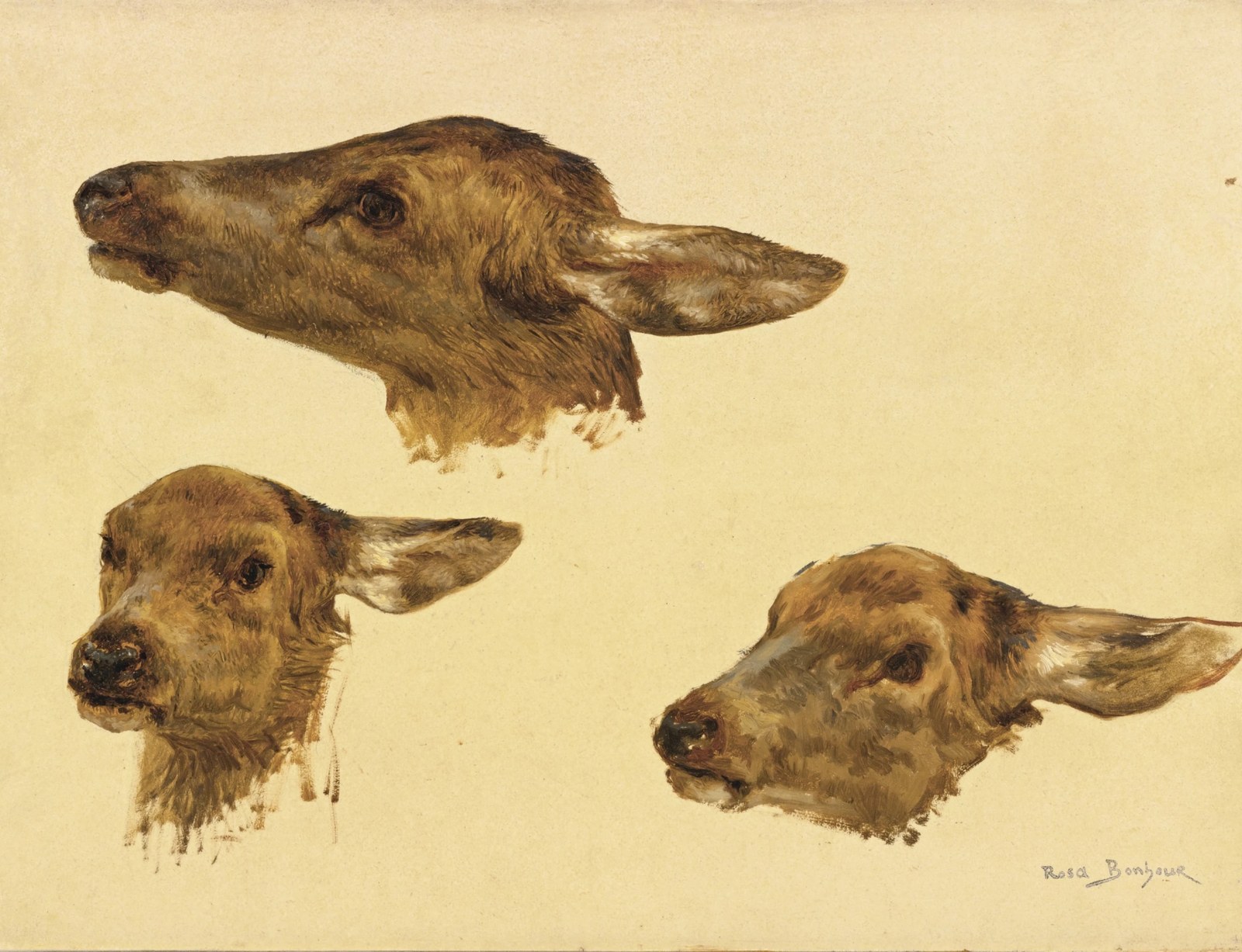 Three Studies of a Doe's Head