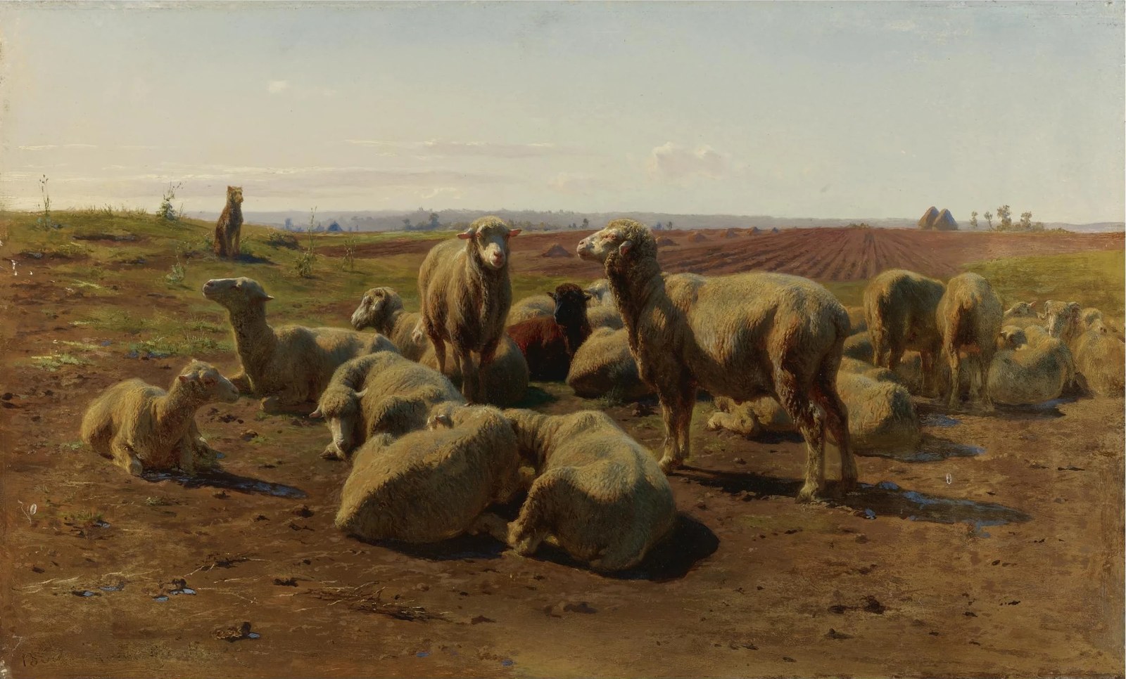 Watching His Flock