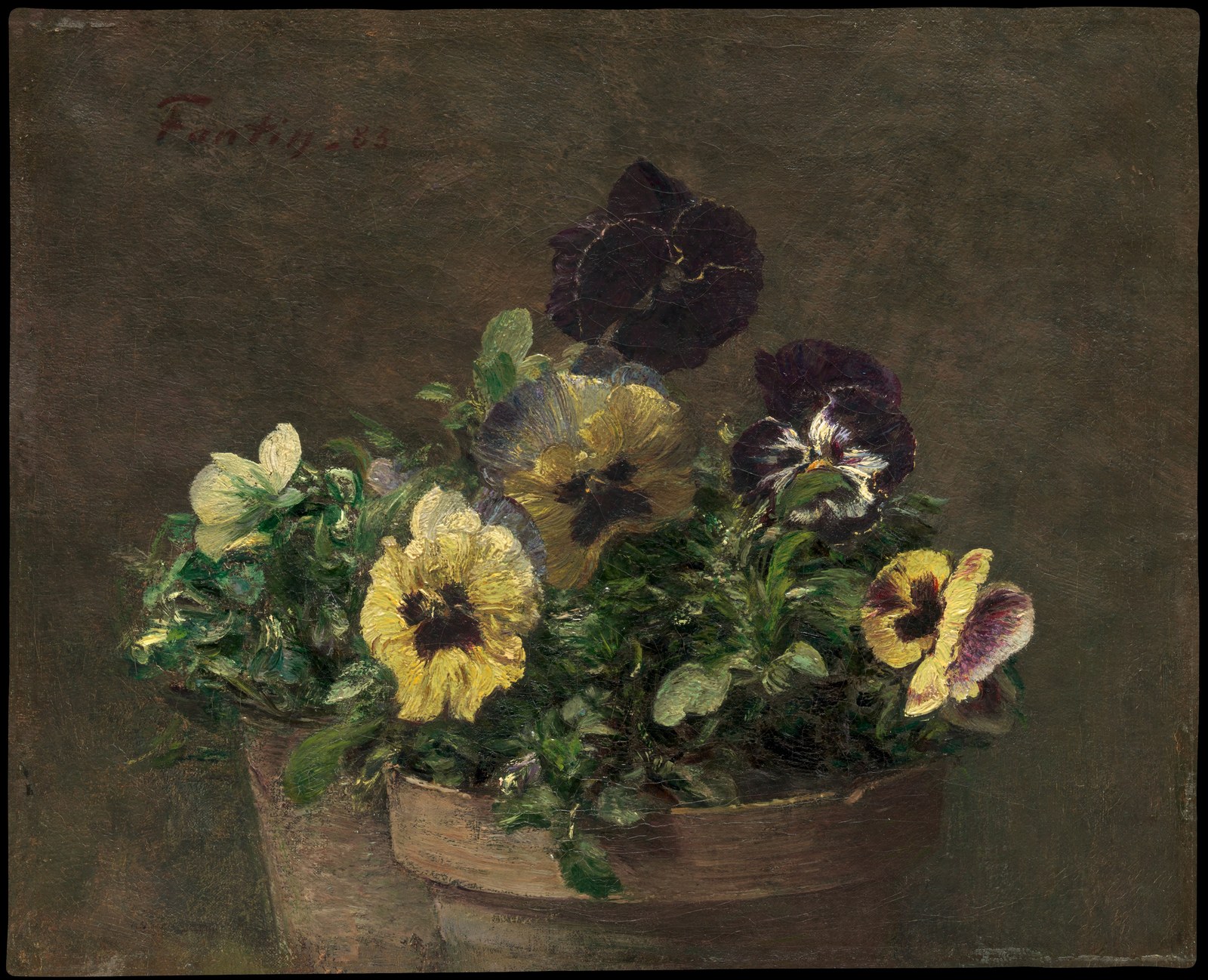 Potted Pansies