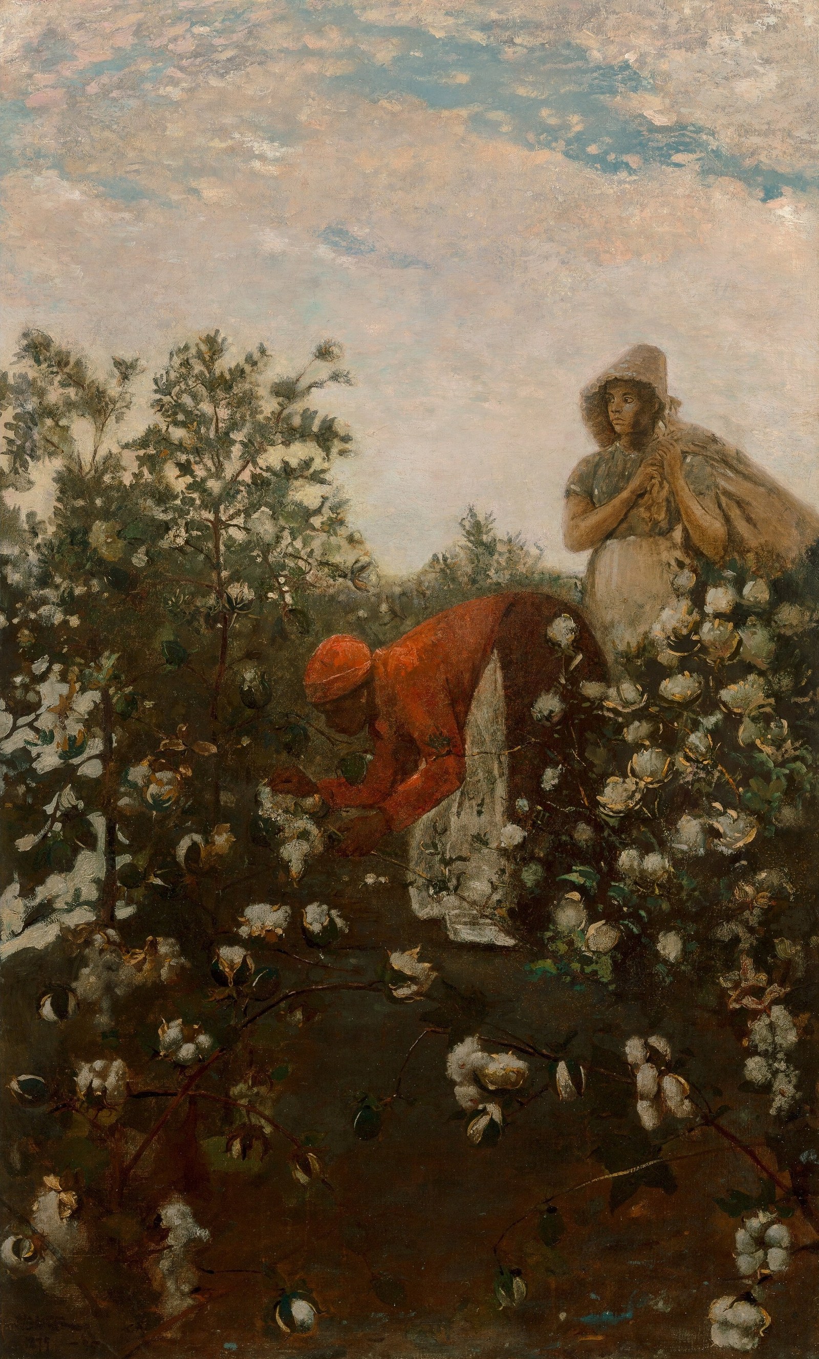 Upland Cotton