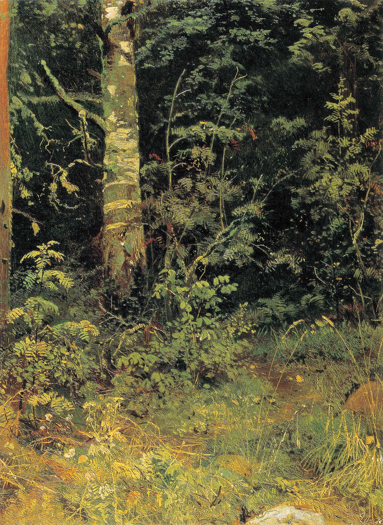 Birch and rowan