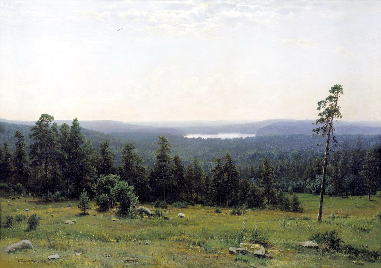 Forest distant views