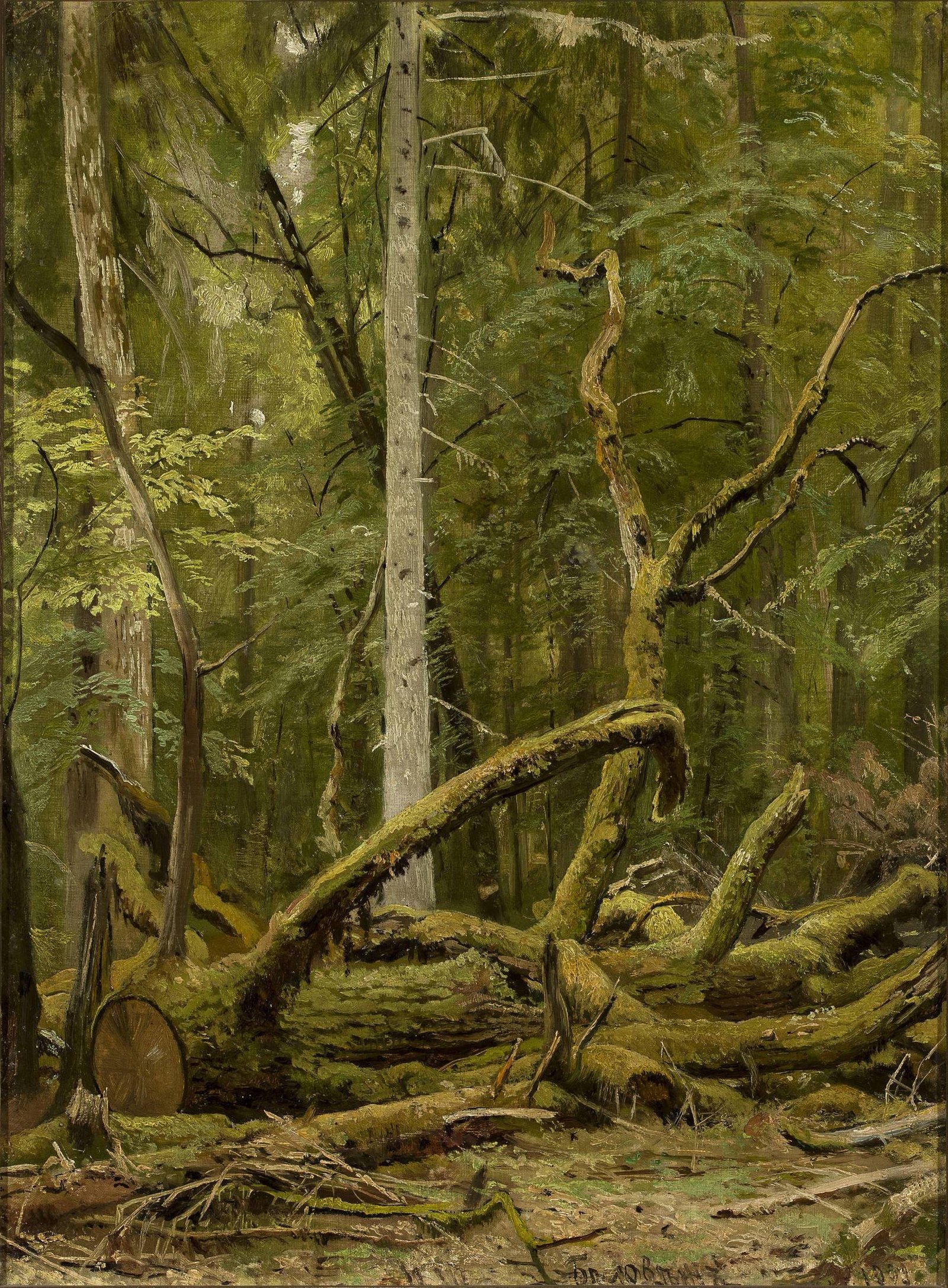Sawn oak