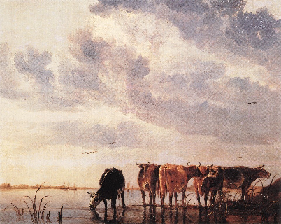 Cows