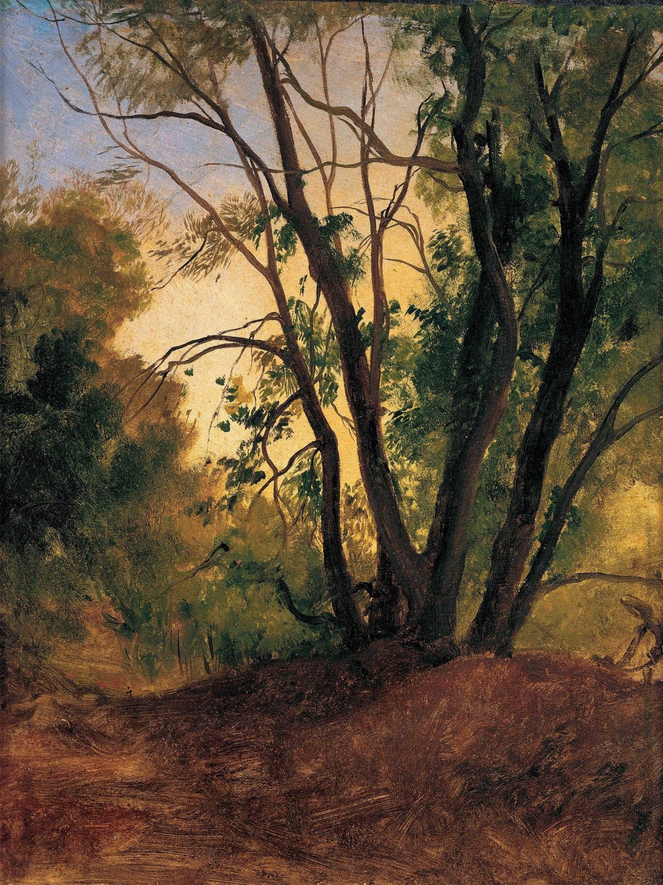 Woodland Path and Trees
