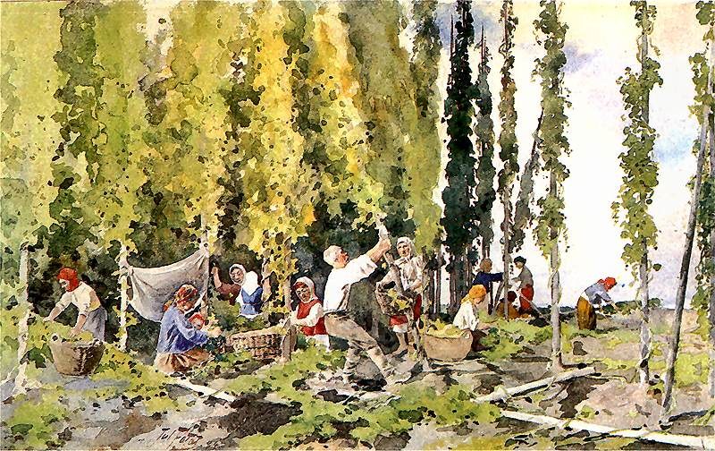Picking Hops