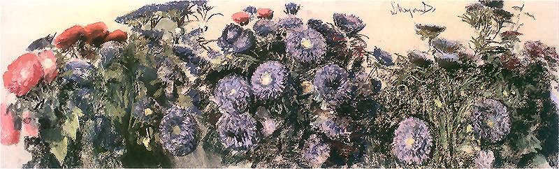 China Asters