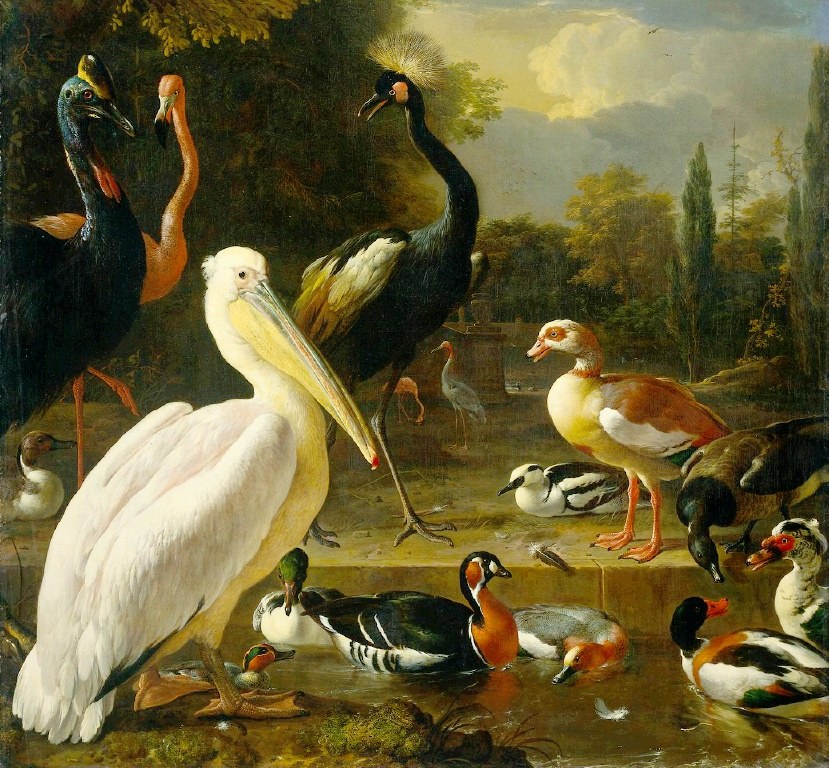 The Pelican