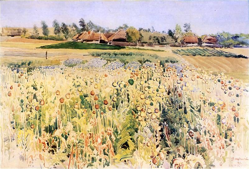 Poppies