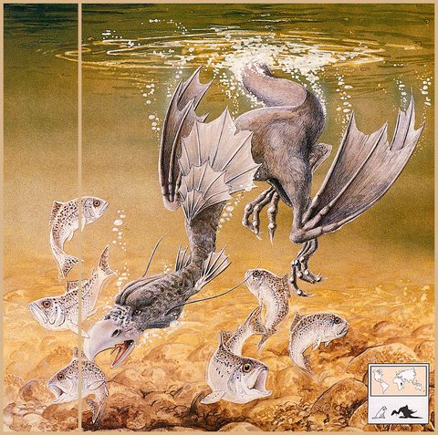 b Graeme Base Crested Dipper