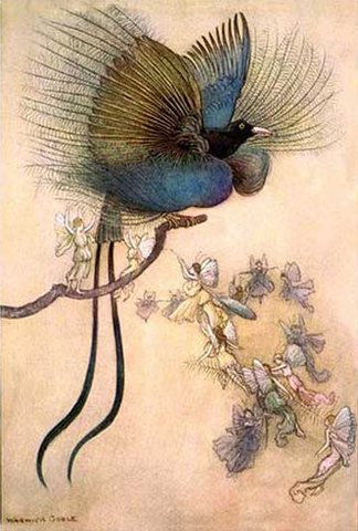 bird of paradise