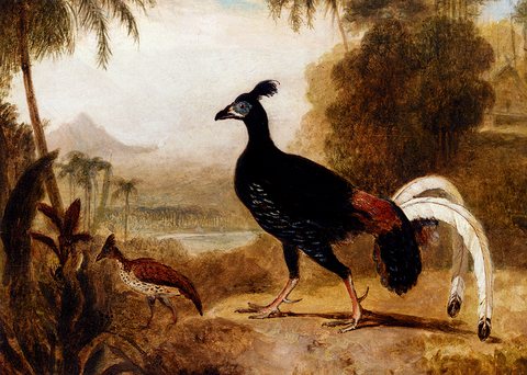 Daniell William The Fire Pheasant Of The Island Of Java
